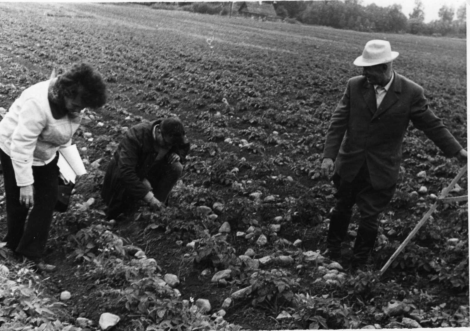 Prof. Petras Vasinauskas (dešinėje) bulvių lauke. Vilniaus kraštas, 1973 m.
