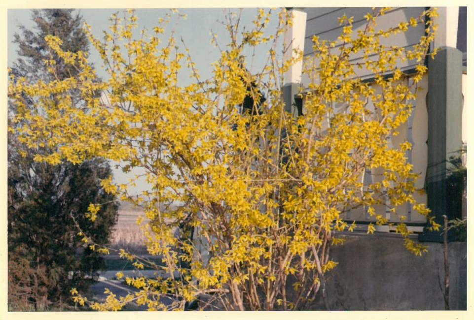 Kazio Balčiūno namų kiemas buvo apsodintas įvairiais sodo augalais, vienas iš jų – tarpinė forsitija. Lemontas, Čikagos priemiestis, JAV. 1970 m. 