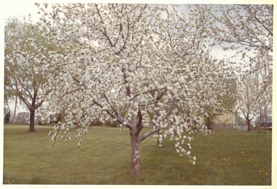 Kazio Balčiūno namų sodo vaismedžiai pasidabinę žiedais. Lemontas, Čikagos priemiestis, JAV