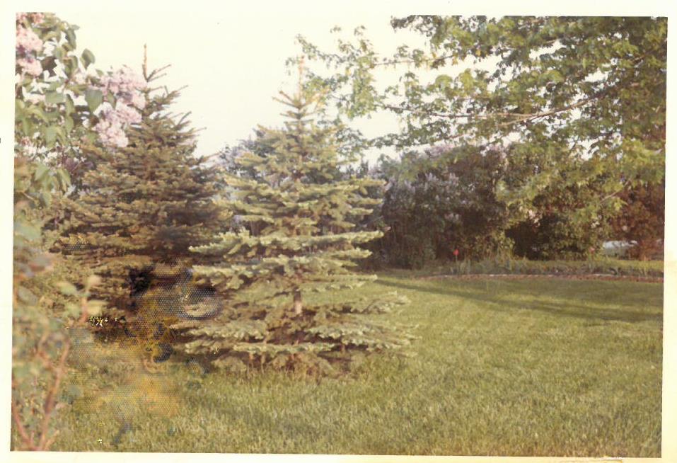 Kazio Balčiūno namų sodo fragmentas. Lemontas, Čikagos priemiestis, JAV