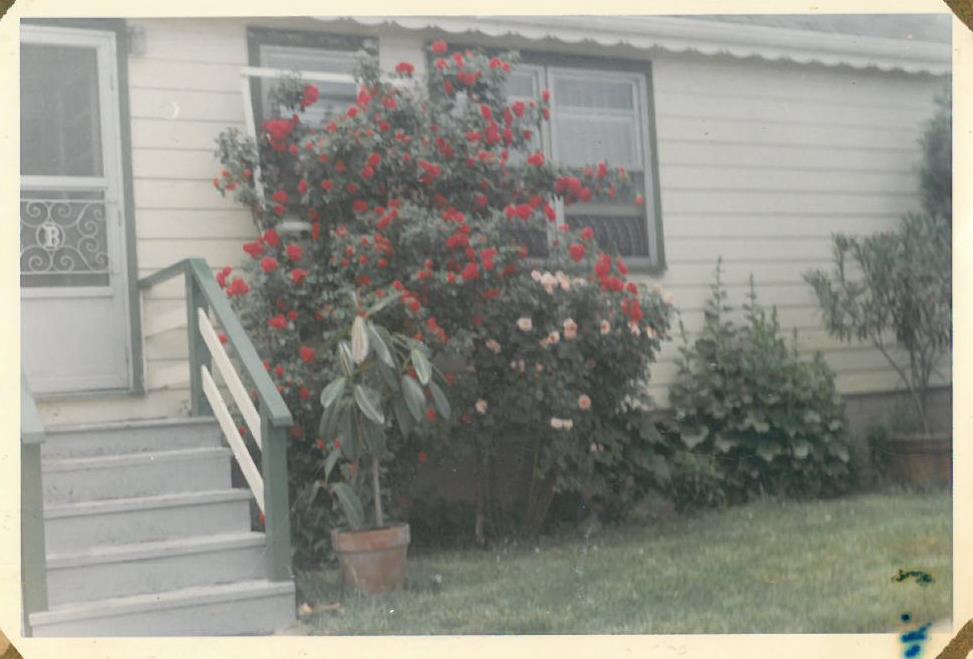 Kazio Balčiūno namų aplinka. Lemontas, Čikagos priemiestis, JAV. Kitoje fotografijos pusėje yra užrašas: „Kaip atrodė mano buvusios rožės.“