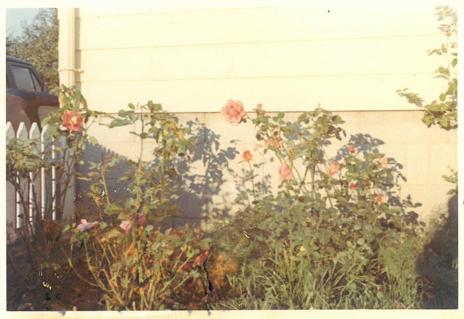 Kazio Balčiūno augintos rožės. Lemontas, Čikagos priemiestis, JAV