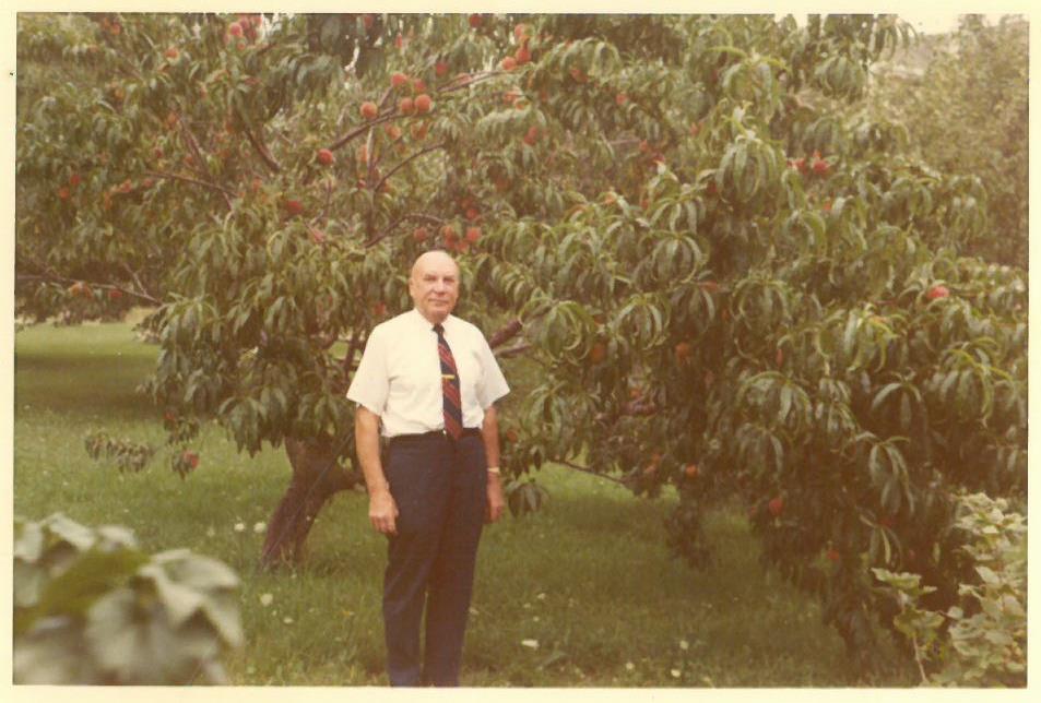 Kazys Balčiūnas pozuoja šalia augančio persiko medžio. Lemontas, Čikagos priemiestis, JAV. 1970 m. 