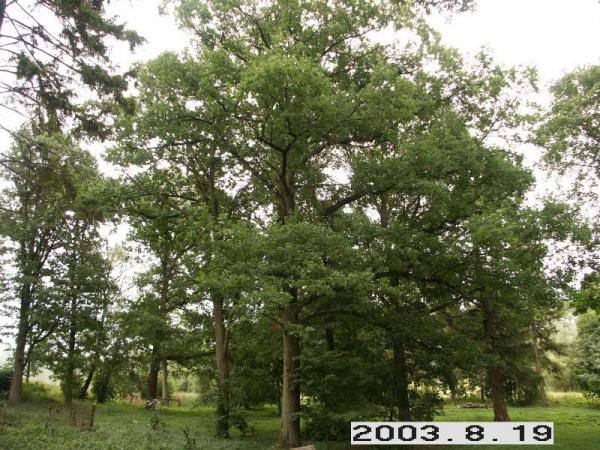 Dagilynės dvaras. Dvaro sodybos parko fragmentas. Lietuvos dvarų duomenų bazė [interaktyvus]. Prieiga per internetą: http://www.heritage.lt/dvarai/foto.php?id=307