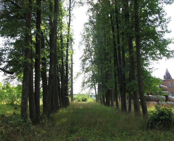 Išlikusi Meškalaukio dvaro liepų alėja. Gražvydo Balčiūnaičio nuotrauka, 2012