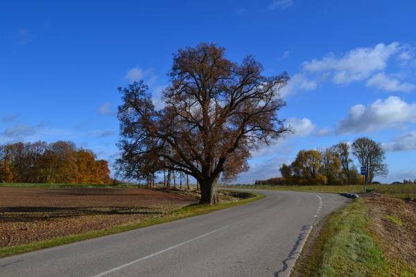 Vytartų liepa. Nuotrauka iš Pasvalio Mariaus Katiliškio viešosios bibliotekos Krašto kultūros dokumentavimo centro fondų, 2015