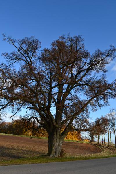 Vytartų liepa. Nuotrauka iš Pasvalio Mariaus Katiliškio viešosios bibliotekos Krašto kultūros dokumentavimo centro fondų, 2015