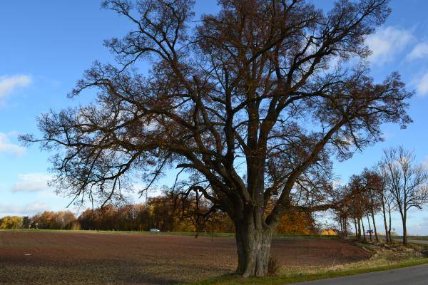 Vytartų liepa. Nuotrauka iš Pasvalio Mariaus Katiliškio viešosios bibliotekos Krašto kultūros dokumentavimo centro fondų, 2015