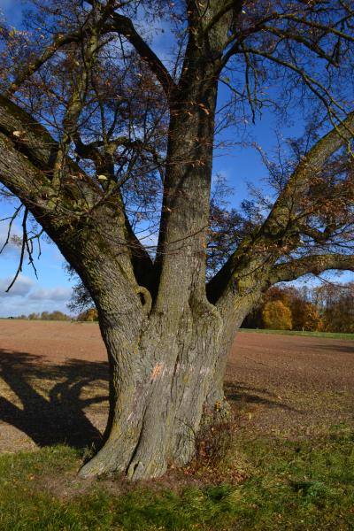Vytartų liepa. Nuotrauka iš Pasvalio Mariaus Katiliškio viešosios bibliotekos Krašto kultūros dokumentavimo centro fondų, 2015