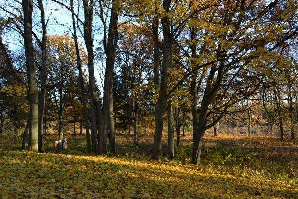 Dagilynės dvaro parko fragmentas. Nuotrauka iš Pasvalio Mariaus Katiliškio viešosios bibliotekos Krašto kultūros dokumentavimo centro fondų, 2015