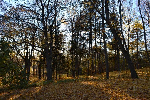 Dagilynės dvaro parko fragmentas. Nuotrauka iš Pasvalio Mariaus Katiliškio viešosios bibliotekos Krašto kultūros dokumentavimo centro fondų, 2015