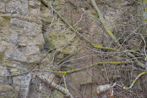 Skalių kalnas. Nuotrauka iš Pasvalio Mariaus Katiliškio viešosios bibliotekos Krašto kultūros dokumentavimo centro fondų, 2015