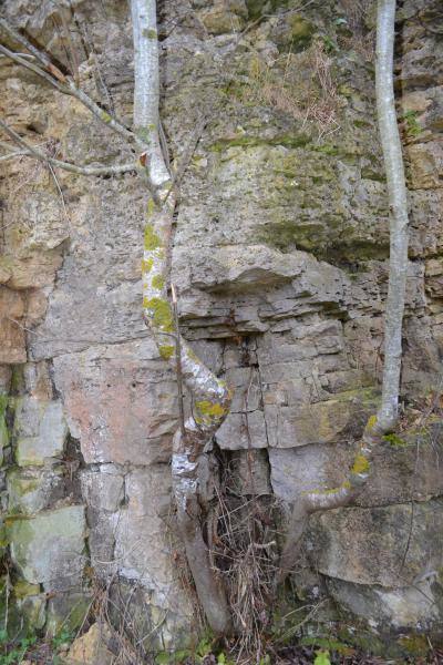 Skalių kalnas. Nuotrauka iš Pasvalio Mariaus Katiliškio viešosios bibliotekos Krašto kultūros dokumentavimo centro fondų, 2015
