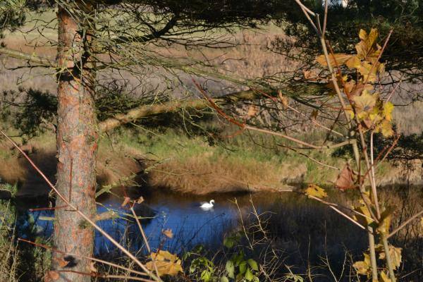 Vaizdas į Mūšos upę. Nuotrauka iš Pasvalio Mariaus Katiliškio viešosios bibliotekos Krašto kultūros dokumentavimo centro fondų, 2015
