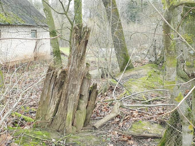 Poeto, partizano Broniaus Krivicko gimtojoje sodyboje ūkinės paskirties pastato liekanos. Tomos Mikalajūnaitės nuotrauka, 2019