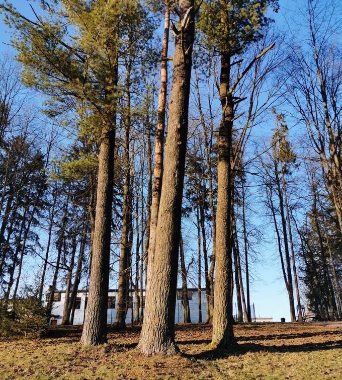 Pajiešmenių parko veimutinė pušis nuo 2018 m. vasario 14 dienos yra Pasvalio rajono savivaldybės saugomas botaninis gamtos paveldo objektas.  Almos Balčiūnienės nuotrauka, 2020.