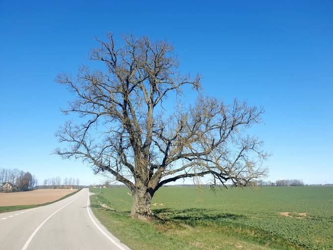 Vytartų liepa. Tomos Mikalajūnaitės nuotrauka, 2020