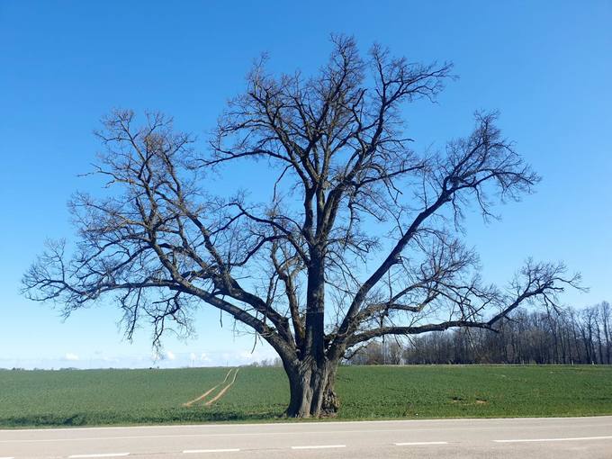 Vytartų liepa. Tomos Mikalajūnaitės nuotrauka, 2020