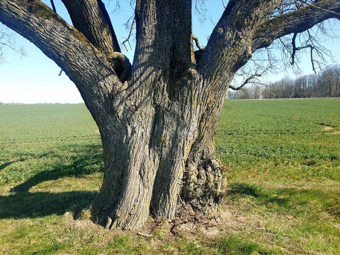Vytartų liepa. Tomos Mikalajūnaitės nuotrauka, 2020