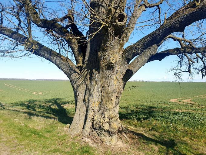 Vytartų liepa. Tomos Mikalajūnaitės nuotrauka, 2020