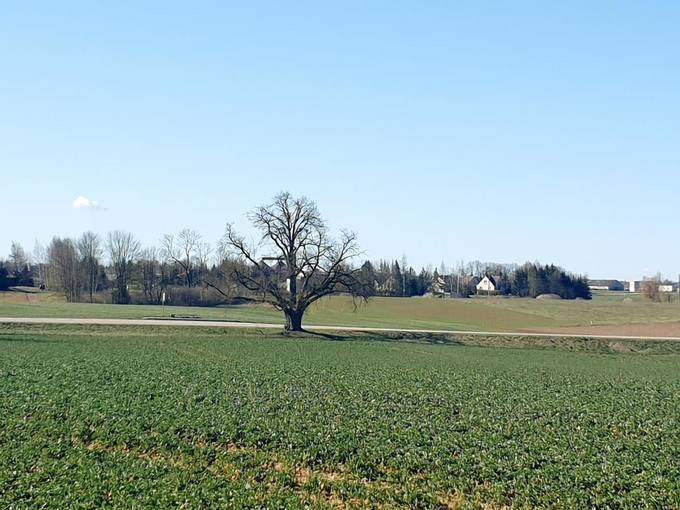 Vytartų liepa. Tomos Mikalajūnaitės nuotrauka, 2020