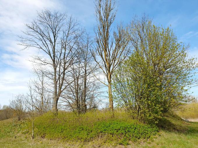 Seniau Norelius vadino Užkape, nes čia yra buvusios net 4 kapinės. Fotografijoje II kapinės nuo kelio Joniškis–Žeimelis–Pasvalys (209). Tomos Mikalajūnaitės nuotrauka, 2020