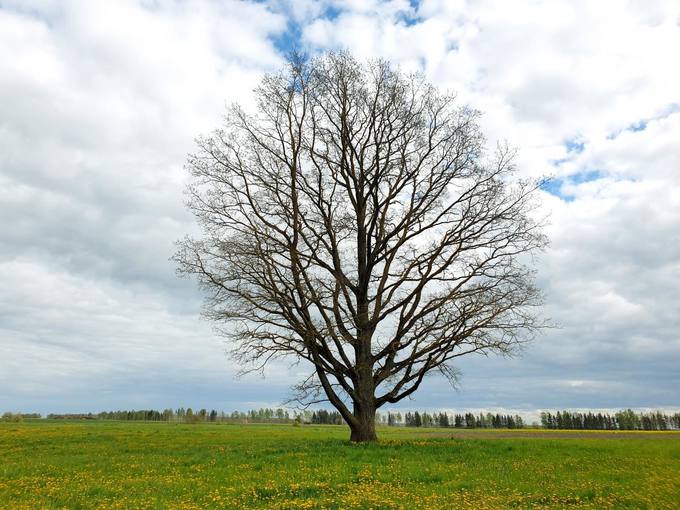 Vyskupo Kazimiero Paltaroko tėviškės ąžuolas. Tomos Mikalajūnaitės nuotrauka, 2020