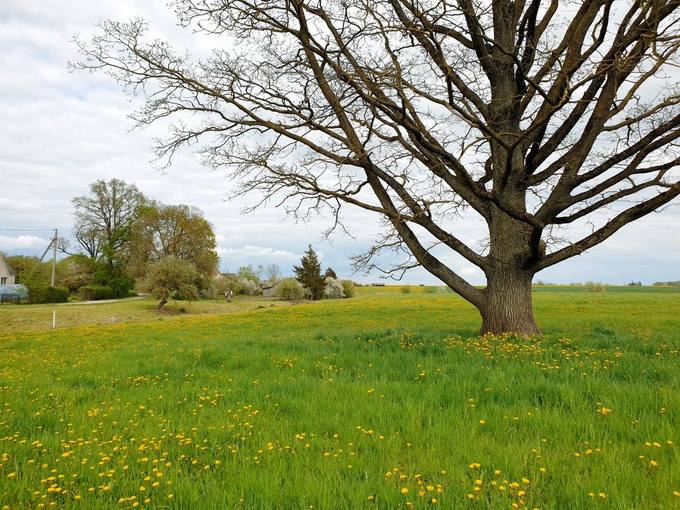 Vyskupo Kazimiero Paltaroko tėviškė Gailionių kaime, Linkuvos parapijoje, Šiaulių rajone. Tomos Mikalajūnaitės nuotrauka, 2020
