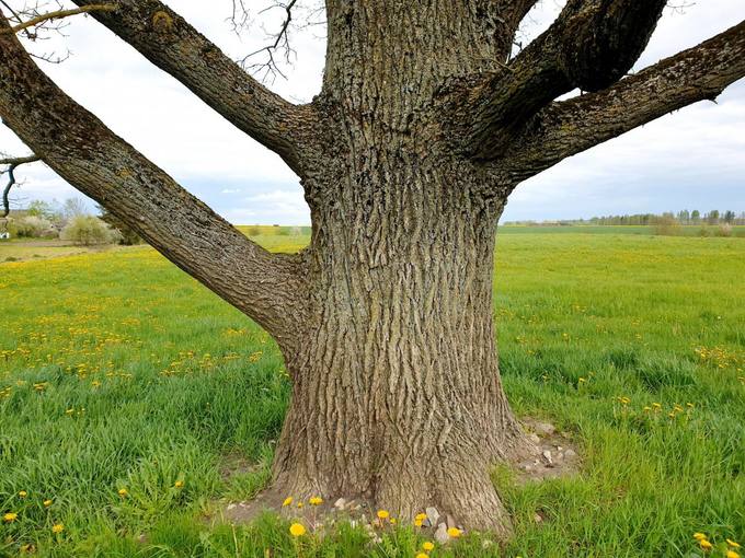 Vyskupo Kazimiero Paltaroko tėviškės ąžuolo fragmentas. Tomos Mikalajūnaitės nuotrauka, 2020
