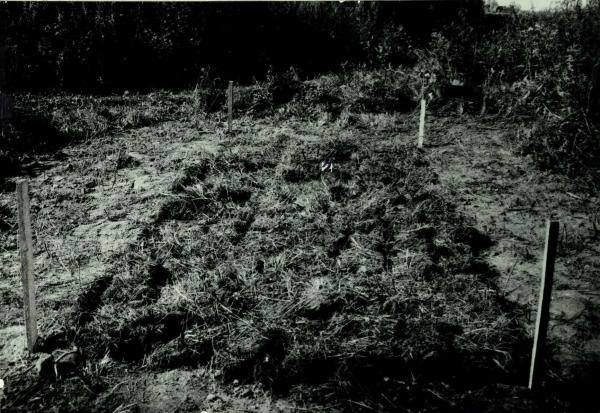 Norelių kapinynas. Perkasa II po užkasimo iš pietų pusės: [nuotrauka] // Tebelškis P. Norelių kapinynas: IP 2399/A (Pasvalio r.) 1997 m. žvalgomųjų archeologinių tyrimų ataskaita. – Vilnius, 1997.