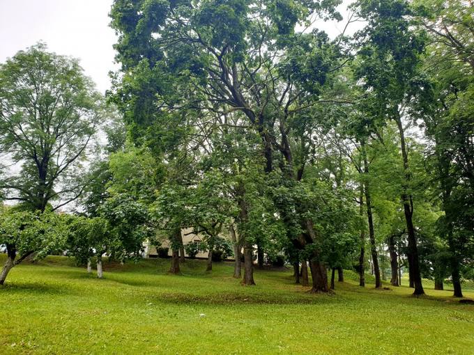 Pasvalio senosios klebonijos (Užupio) parkas. Tomos Mikalajūnaitės nuotrauka, 2020