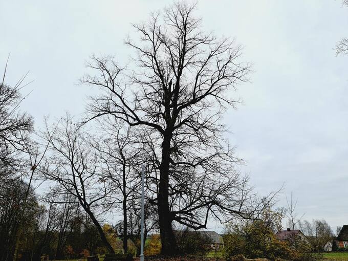 Saločių dvaro parke yra išlikę įspūdingi medžiai. Tomos Mikalajūnaitės nuotrauka, 2020