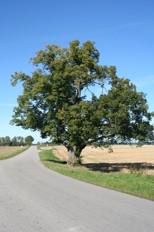 Vytartų liepa. Nuotrauka iš Pasvalio krašto muziejaus fondų