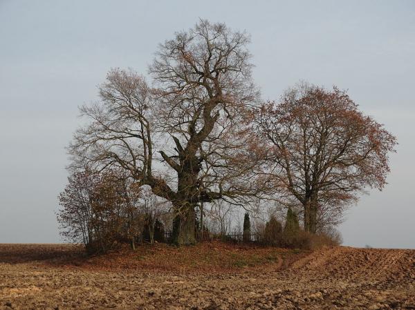 Žadeikonių ąžuolas