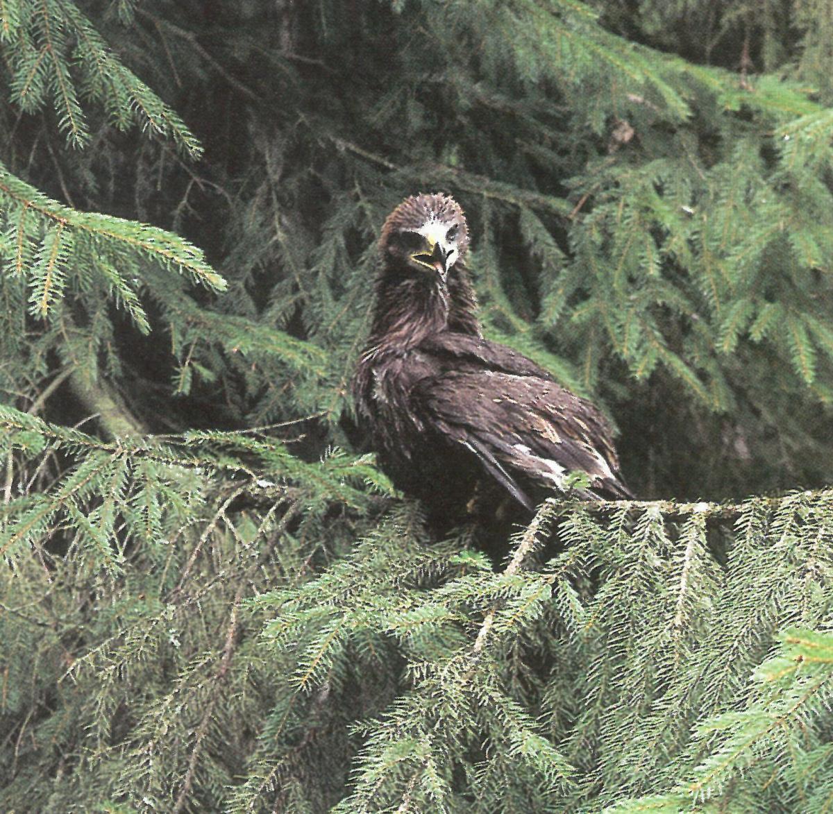 Kubiliūnų miško botaninis-zoologinis draustinis