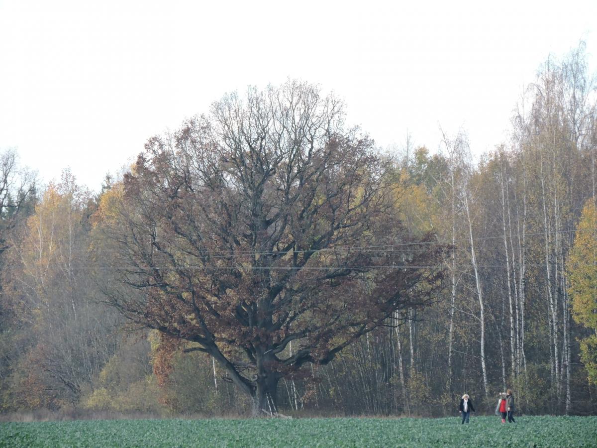 Austakynės ąžuolas