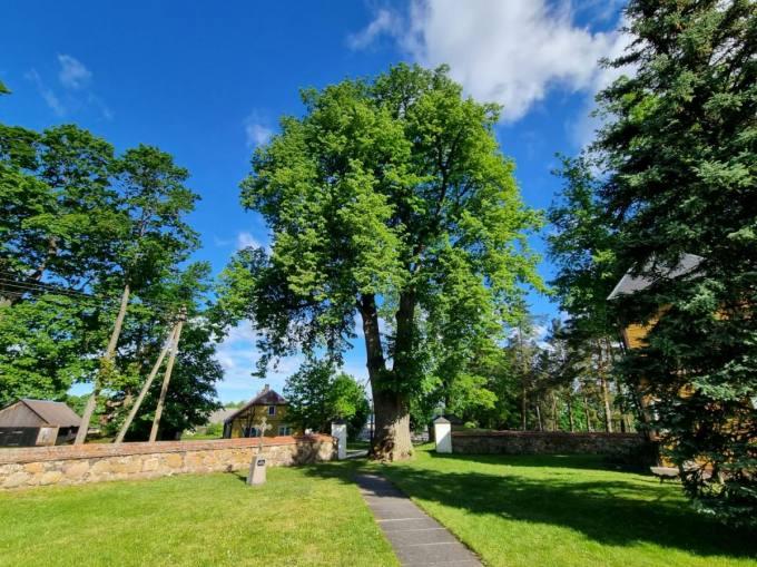 Daujėnų bažnyčios šventoriaus liepa