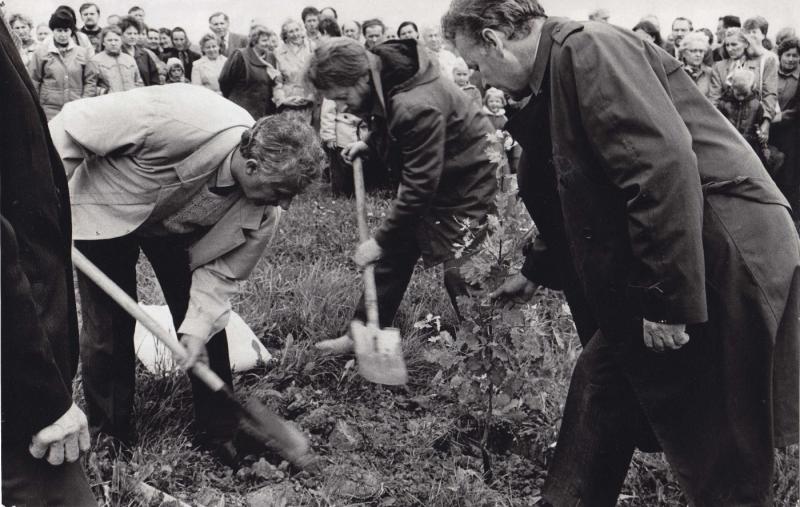 Tėviškėnų sambūris: ąžuoliuką sodina mokytojas Romualdas Paškevičius, dramaturgas Juozas Glinskis ir akademikas Bronius Grigelionis